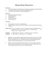 Carolinatm Mammal Heart Dissection Guide Carolina Biological