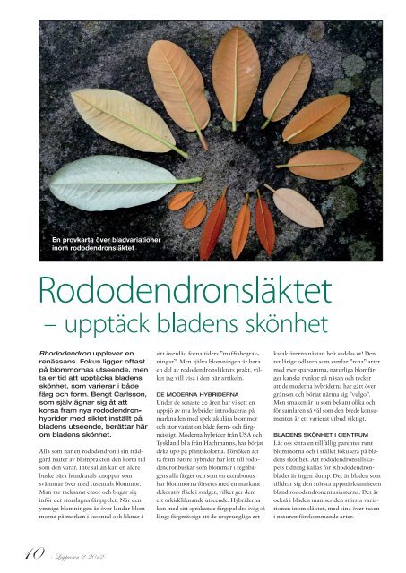 Utgave nr 2 - Den norske Rhododendronforening