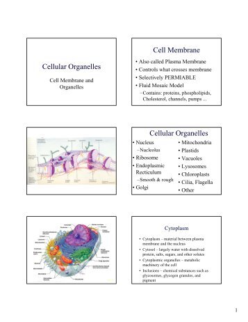 Cell Organelle notes