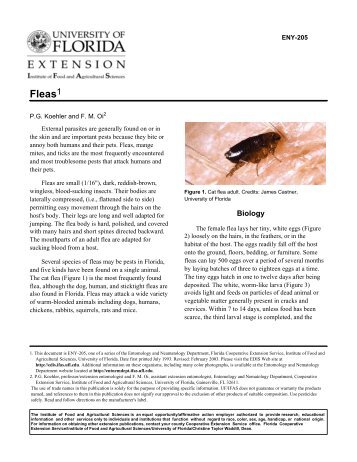 Fleas - Polk County Extension Office - University of Florida