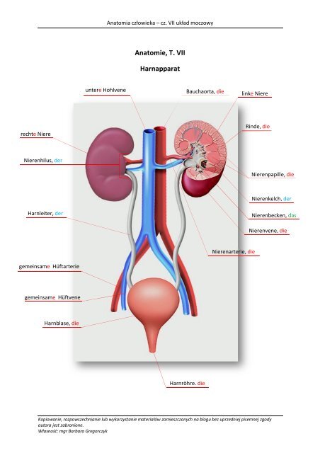 Anatomie, T. VII Harnapparat