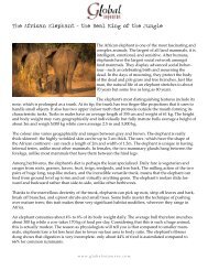 The African Elephant - the Real King of the Jungle - Global Sojourns