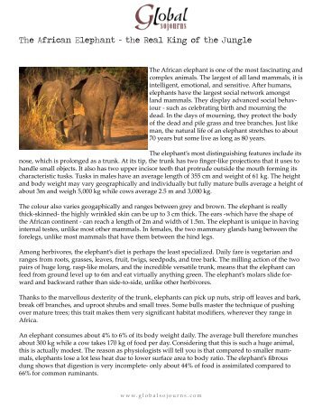 The African Elephant - the Real King of the Jungle - Global Sojourns