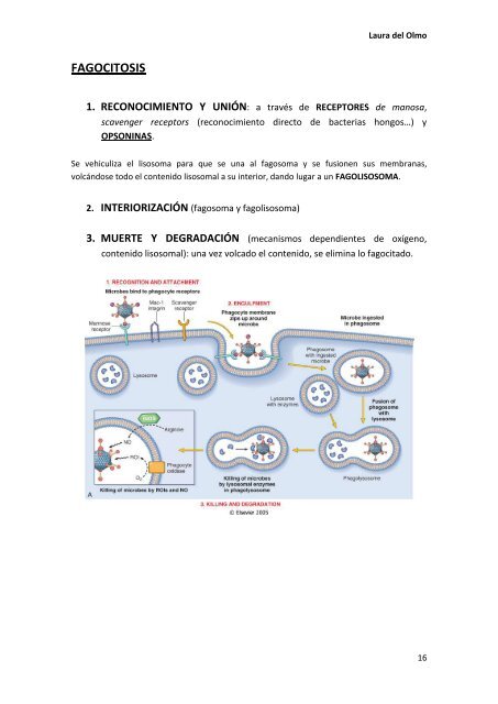 6. INFLAMACION AGUDA.pdf - VeoApuntes.com