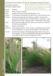 Crimson Fountain Grass & Swamp Foxtail Grass - Sydney Weeds ...