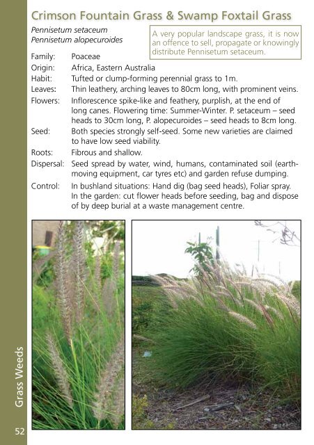 Crimson Fountain Grass & Swamp Foxtail Grass - Sydney Weeds