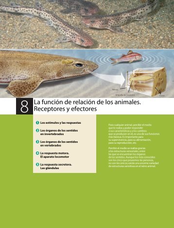 relacion_reproduccion_animales