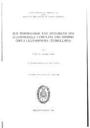 zur morphologie und systematii( deh alloeocoela ... - Macrostomorpha