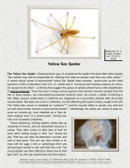 Yellow Sac Spider - Vector Control Services - Alameda County