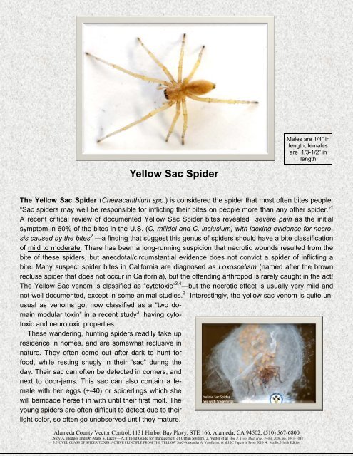 Yellow Sac Spider - Vector Control Services - Alameda County