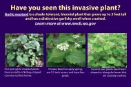 Garlic mustard - Washington State Noxious Weed Control Board