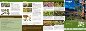 Moss or liverwort? - Plantlife