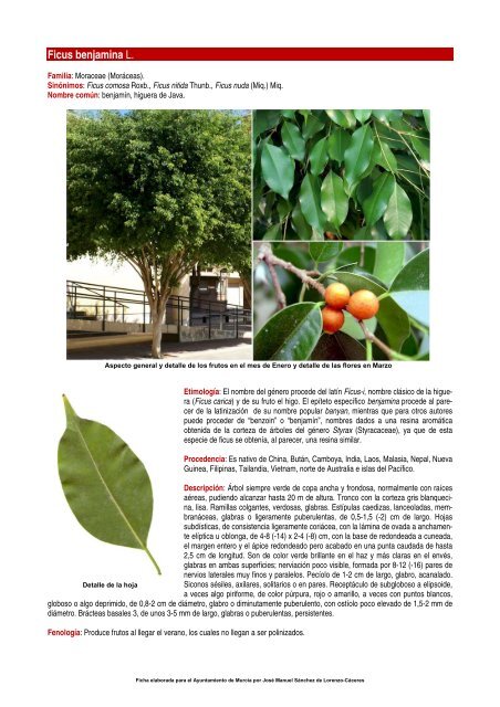 Ficus benjamina L.