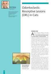 Odontoclastic Resorptive Lesions (ORL) in Cats
