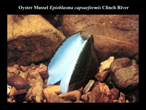 biological discoveries in the clinch and powell rivers - Virginia Water ...