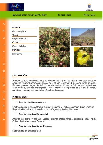 Opuntia dillenii (Ker-Gawl.) Haw. Tunera india - Interreg Bionatura