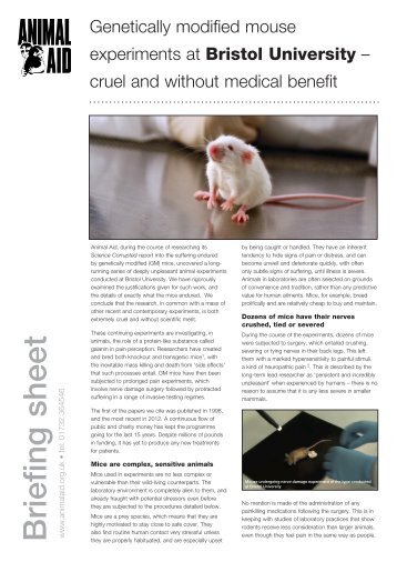 Read Animal Aid's scientific Briefing on the Bristol experiments