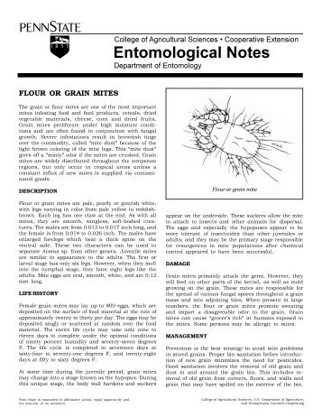 Flour and Grain Mites - Entomology