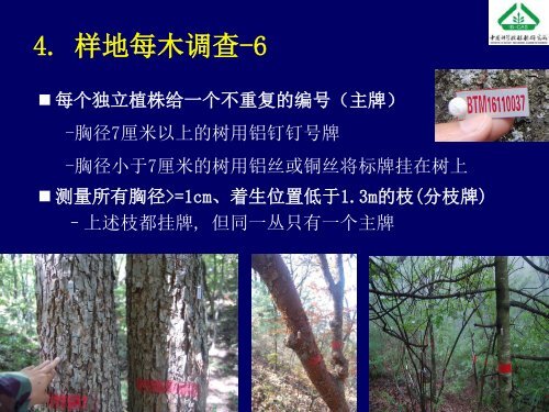 å¤§åæ£®æåºå®æ ·å°å»ºç«æ¹æ³åææ¯ - ä¸­å½æ£®æçç©å¤æ ·æ§çæµç½ç»