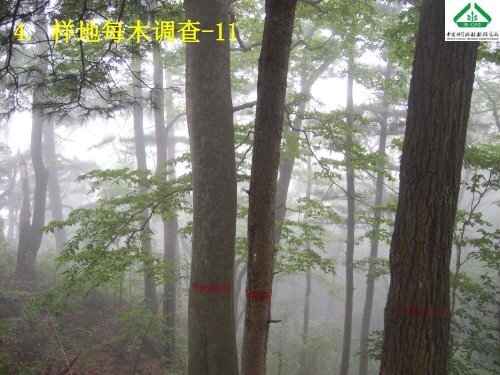 å¤§åæ£®æåºå®æ ·å°å»ºç«æ¹æ³åææ¯ - ä¸­å½æ£®æçç©å¤æ ·æ§çæµç½ç»