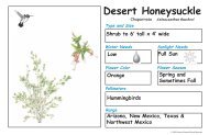 Desert Honeysuckle - Arizona-Sonora Desert Museum