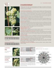 ChARDONNAy - Vitisphere.com