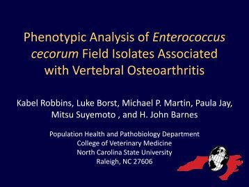 Phenotypic Analysis of Enterococcus cecorum Field Isolates ...