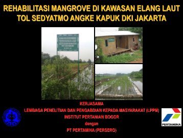 rehabilitasi mangrove di kawasan elang laut tol sedyatmo angke ...