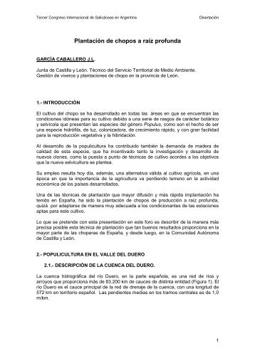 Plantación de chopos a raíz profunda