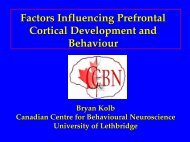 Bryan Kolb: Factors influencing Prefrontal Cortical Development and ...