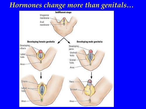 Bryan Kolb: Factors influencing Prefrontal Cortical Development and ...