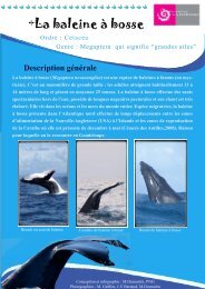 +La baleine Ã  bosse - Parc national de la Guadeloupe
