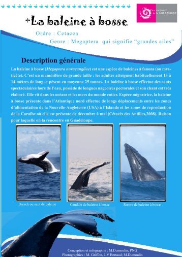 +La baleine Ã  bosse - Parc national de la Guadeloupe