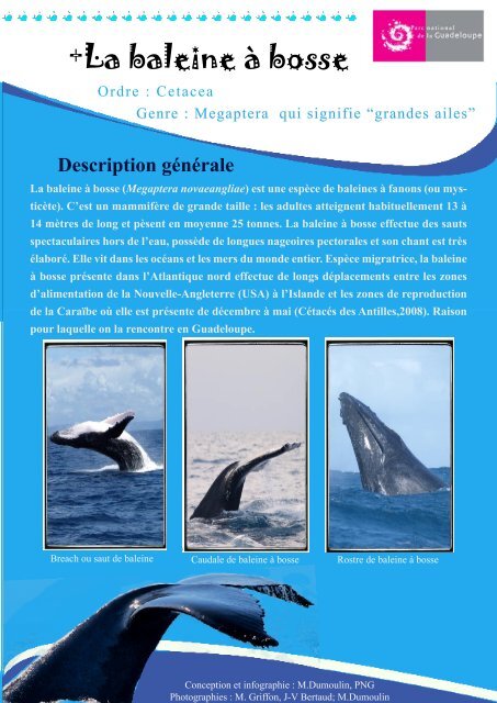 +La baleine Ã  bosse - Parc national de la Guadeloupe