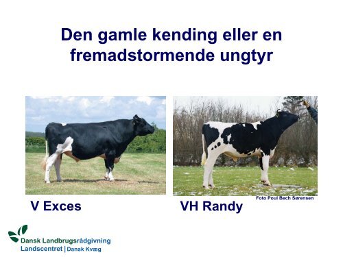 Dansk KvÃƒÂ¦g kongres, Tema 2, Genomisk selektion ... - LandbrugsInfo