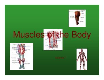 Muscles of the Body - gst boces