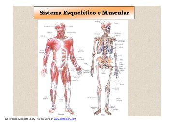 sistema esquelÃ©tico e muscular - ColÃ©gio Alexander Fleming