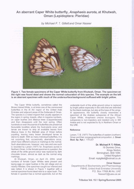 Oman (Lepidoptera: Pieridae) - Al Ain Chapter, Emirates Natural ...