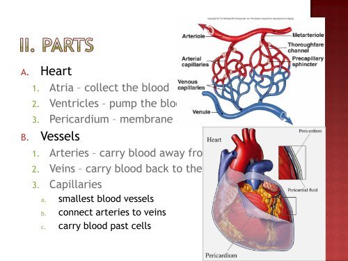 Circulatory System Notes