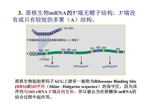 单顺反子 mrna(mon