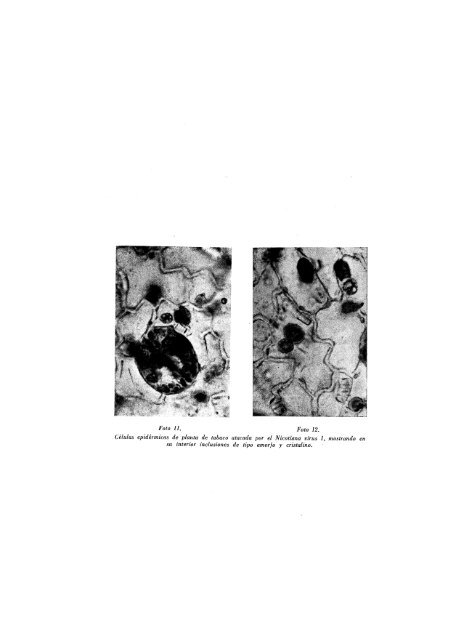 Vol. 4 nÃºm. 2 y 3 - Sociedad EspaÃ±ola de MicrobiologÃ­a