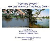 Trees and Levees: How and Where Do Tree Roots Grow? - SAFCA