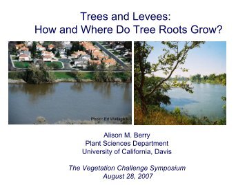 Trees and Levees: How and Where Do Tree Roots Grow? - SAFCA