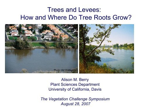 Trees and Levees: How and Where Do Tree Roots Grow? - SAFCA