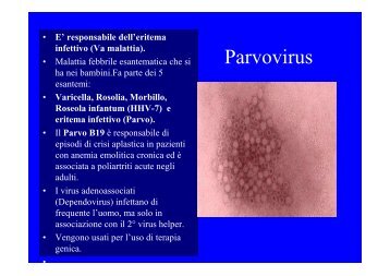 Parvovirus