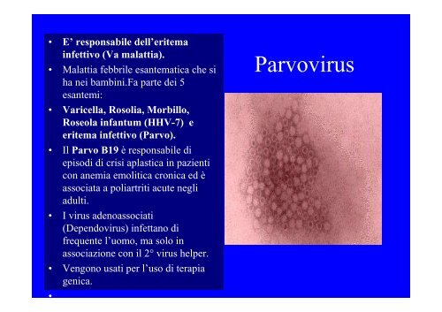 Parvovirus