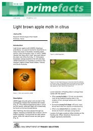 Light brown apple moth in citrus - NSW Department of Primary ...