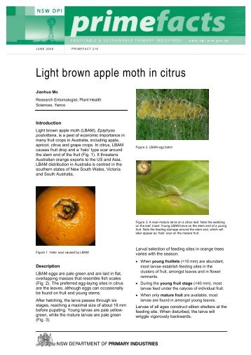 Light brown apple moth in citrus - NSW Department of Primary ...