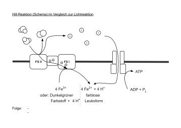 Hill-Reaktion - Biologie Lernprogramme