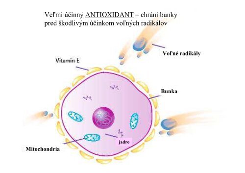 VITAMÃNY a KOENZÃMY